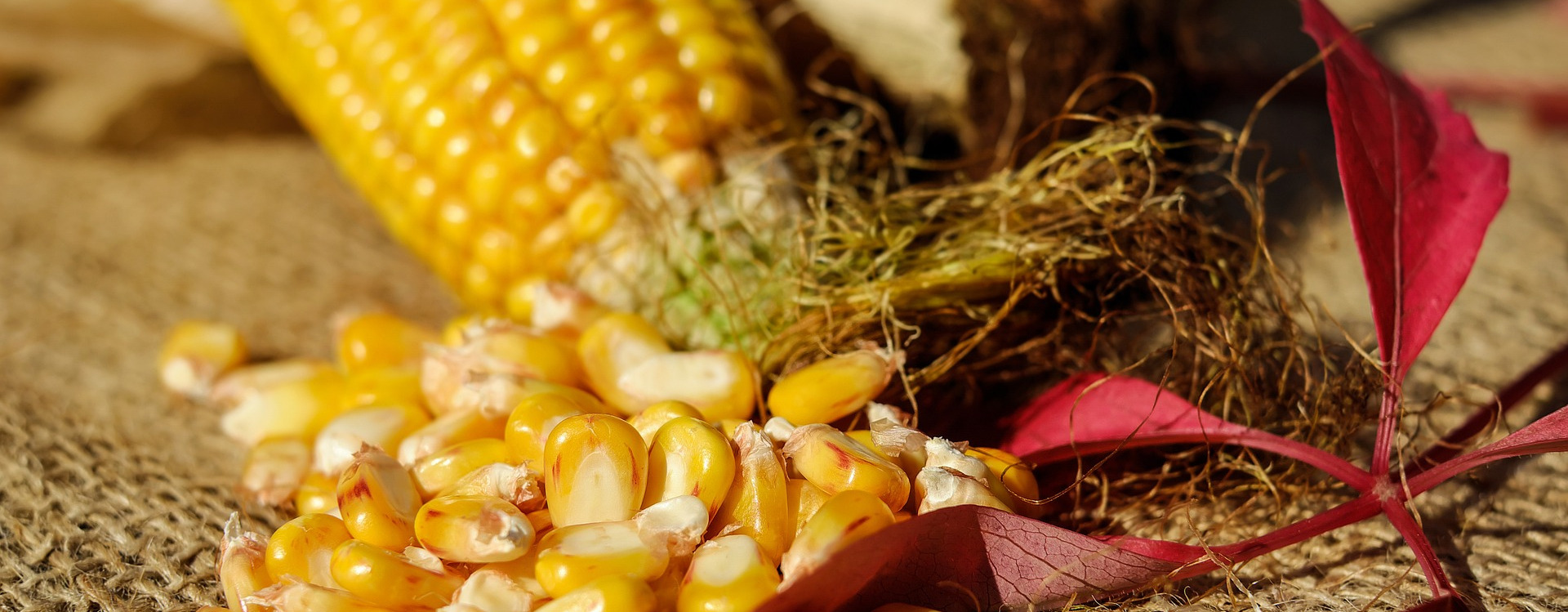 corn-kukurydza